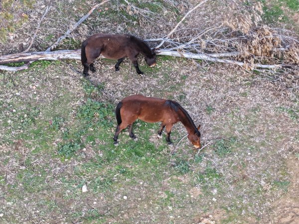 Horses at second property belonging to Peter Loffel