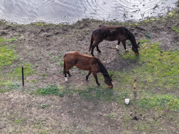 Horses at second property belonging to Peter Loffel