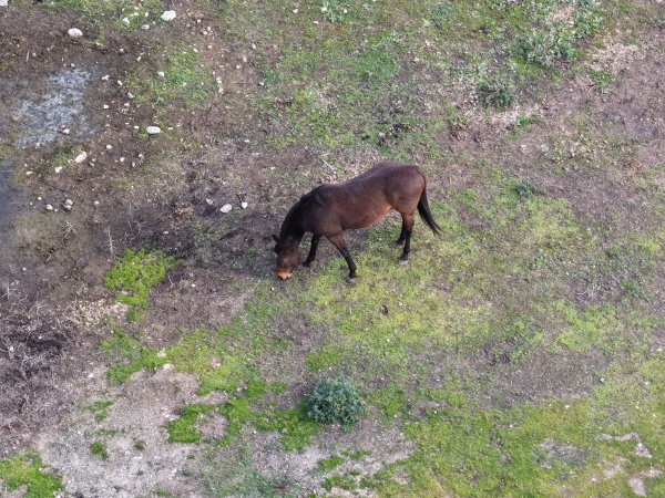 Horses at second property belonging to Peter Loffel