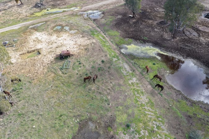 Horses at second property belonging to Peter Loffel