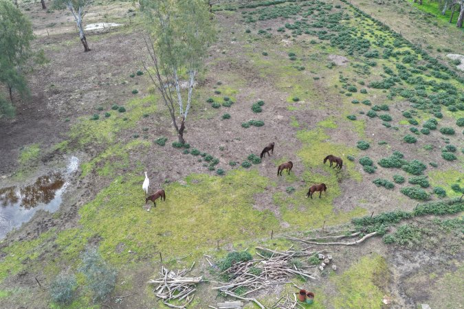 Horses at second property belonging to Peter Loffel