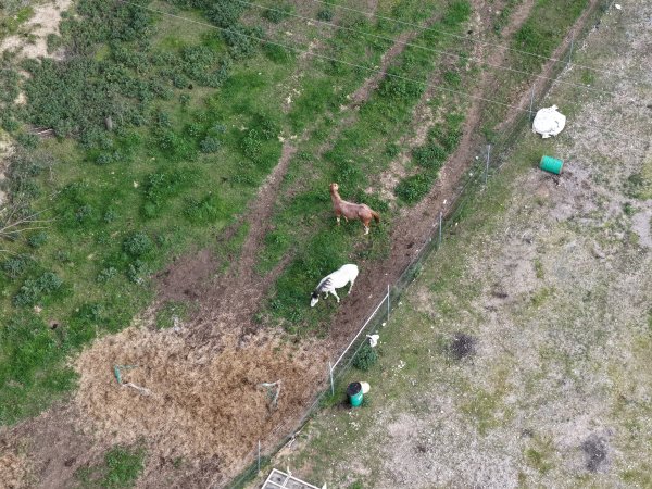 Horses at second property belonging to Peter Loffel