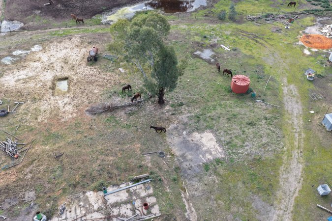 Horses at second property belonging to Peter Loffel
