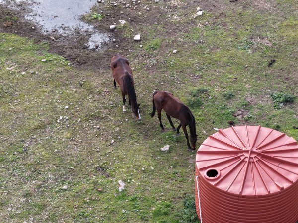 Horses at second property belonging to Peter Loffel
