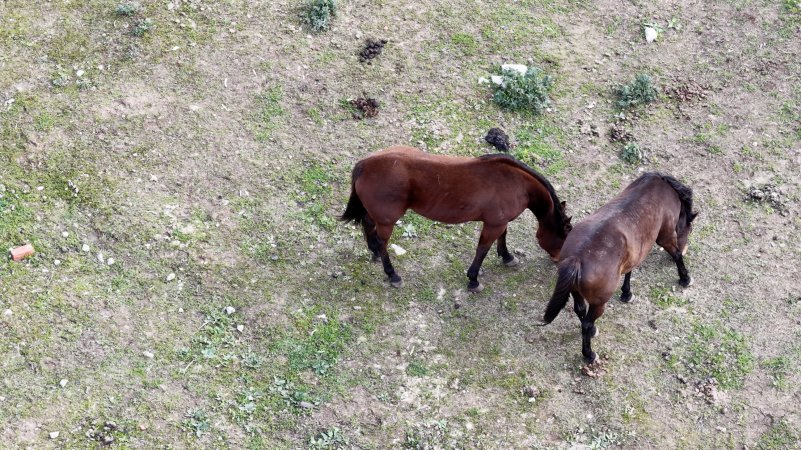 Horses at second property belonging to Peter Loffel