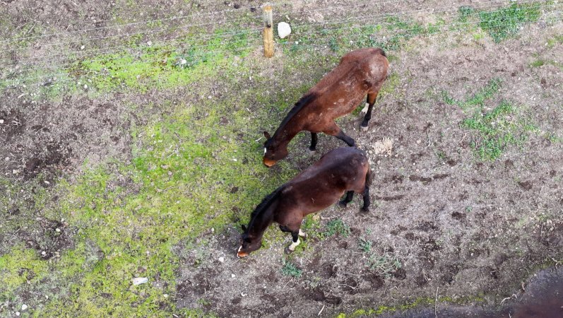Horses at second property belonging to Peter Loffel
