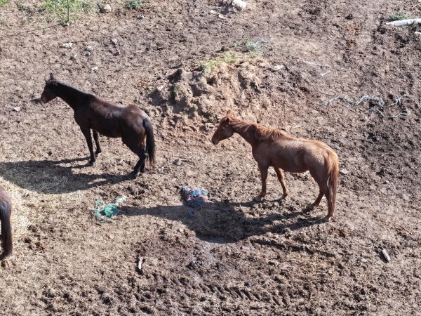 Horses at second property belonging to Peter Loffel