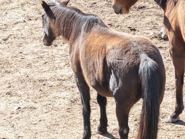 Horses at second property belonging to Peter Loffel