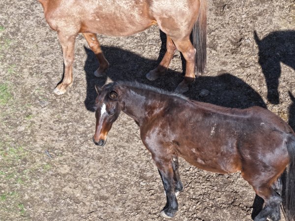 Horses at second property belonging to Peter Loffel