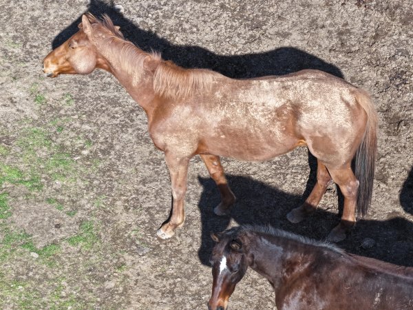 Horses at second property belonging to Peter Loffel
