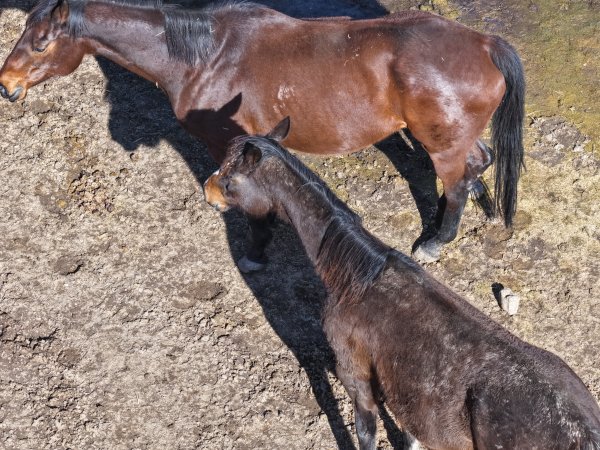Horses at second property belonging to Peter Loffel