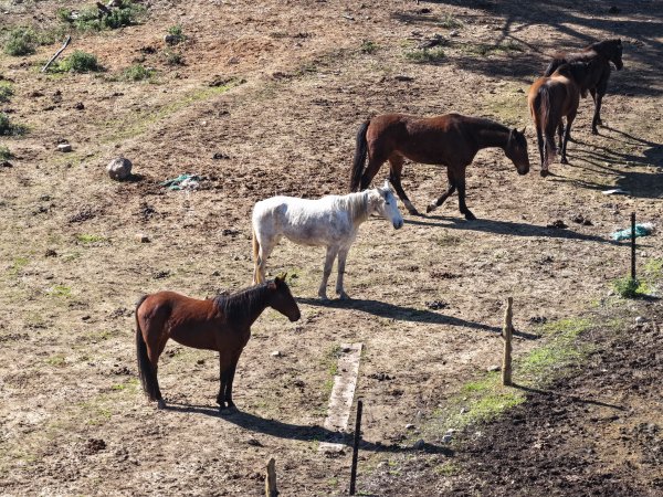 Horses at second property belonging to Peter Loffel