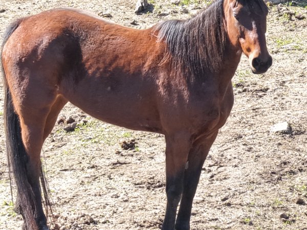 Horses at second property belonging to Peter Loffel