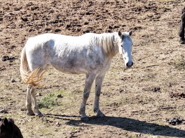 Grey horse - believed to have been killed and sent to Goulburn Valley Stock Removers