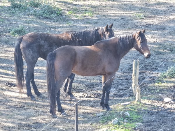 Horses at second property belonging to Peter Loffel