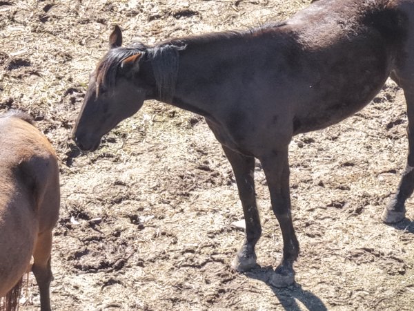 Horses at second property belonging to Peter Loffel