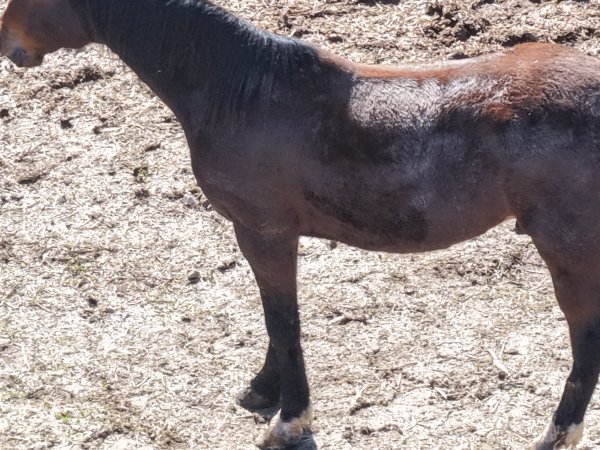 Horses at second property belonging to Peter Loffel
