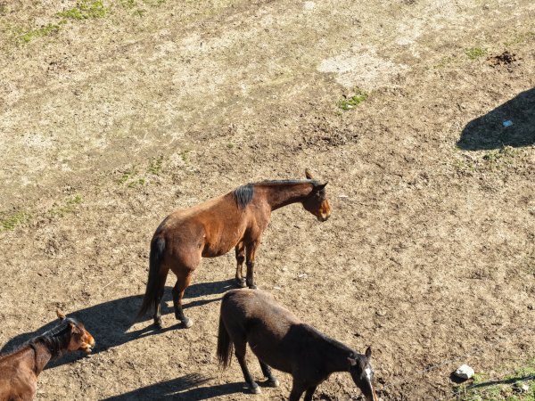 Horses at second property belonging to Peter Loffel