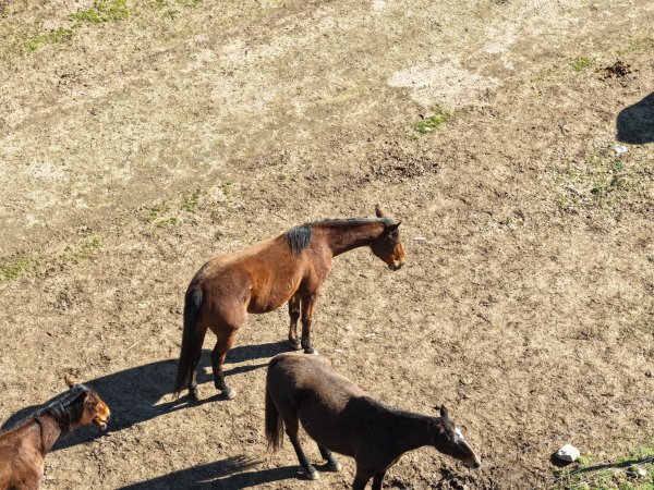 Horses at second property belonging to Peter Loffel