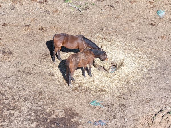 Horses at second property belonging to Peter Loffel