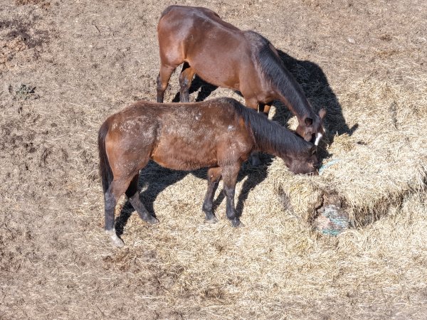 Horses at second property belonging to Peter Loffel