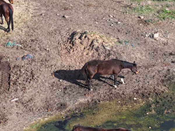 Horses at second property belonging to Peter Loffel