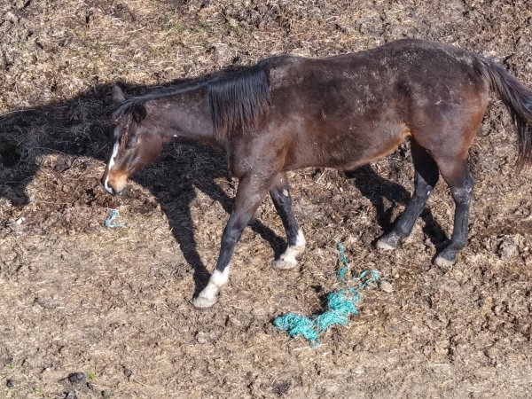 Horses at second property belonging to Peter Loffel