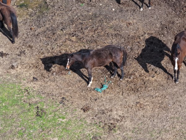 Horses at second property belonging to Peter Loffel