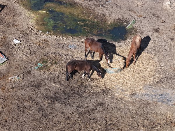 Horses at second property belonging to Peter Loffel