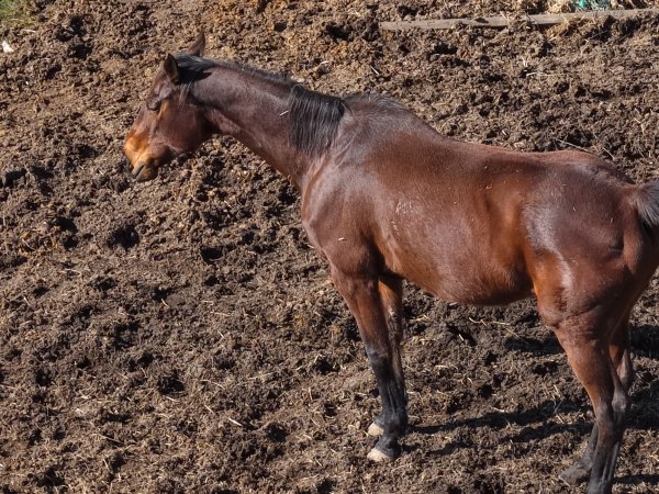 Horses at second property belonging to Peter Loffel