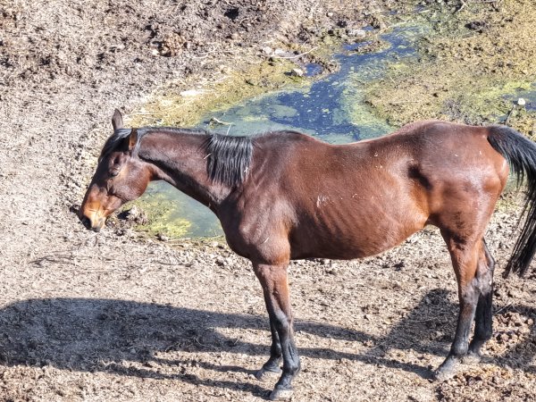 Horses at second property belonging to Peter Loffel