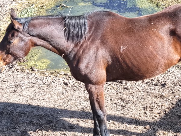 Horses at second property belonging to Peter Loffel