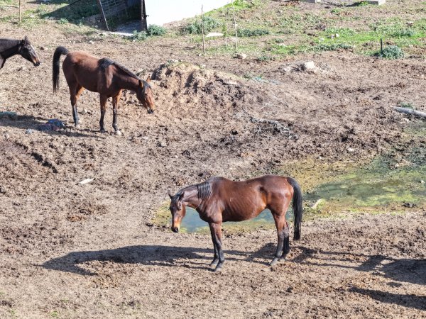 Horses at second property belonging to Peter Loffel