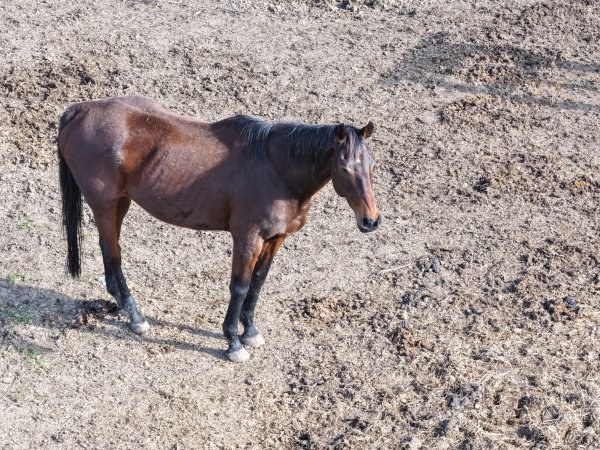 Horses at second property belonging to Peter Loffel