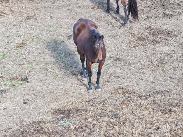 Horses at second property belonging to Peter Loffel