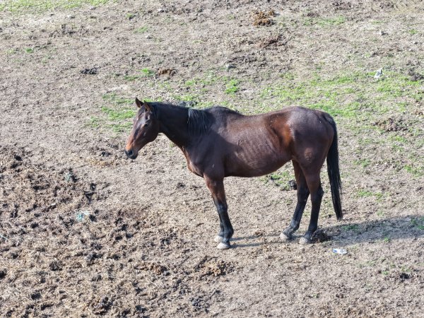 Horses at second property belonging to Peter Loffel
