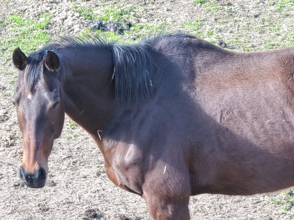 Horses at second property belonging to Peter Loffel