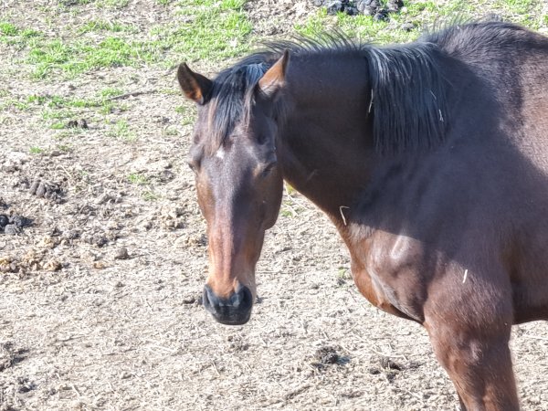 Horses at second property belonging to Peter Loffel