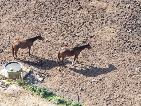 Horses at second property belonging to Peter Loffel