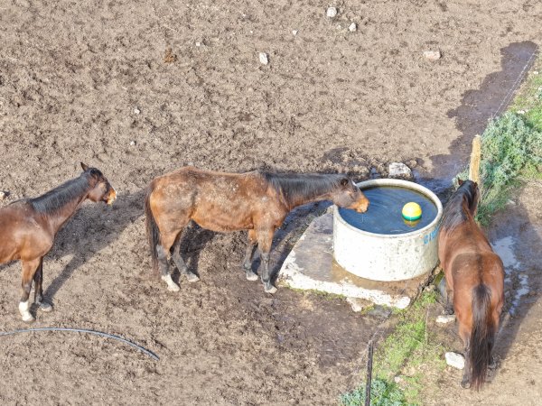 Horses at second property belonging to Peter Loffel