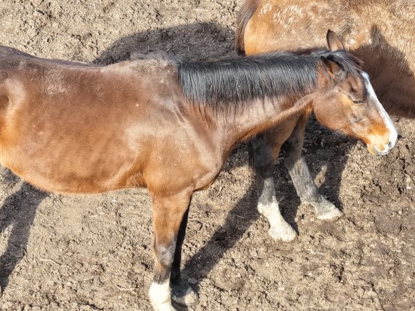Horses at second property belonging to Peter Loffel