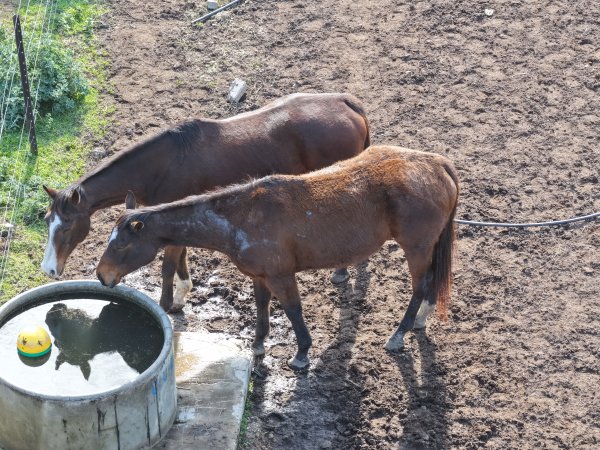 Horses at second property belonging to Peter Loffel