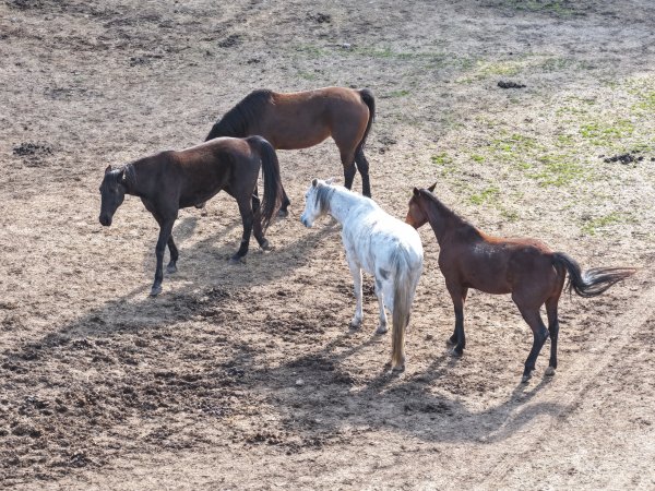 Horses at second property belonging to Peter Loffel