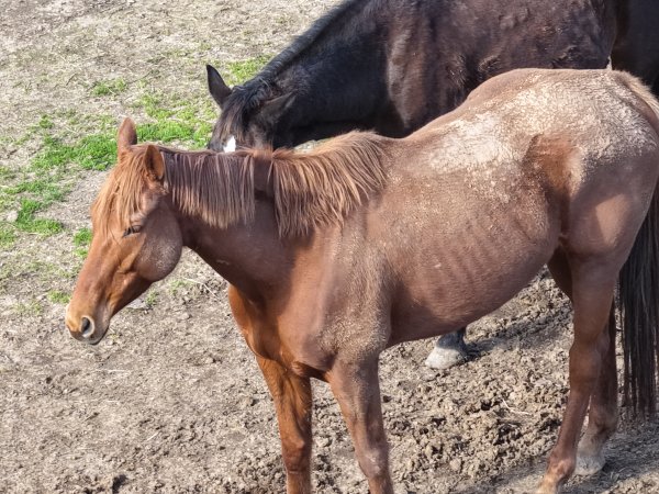 Horses at second property belonging to Peter Loffel