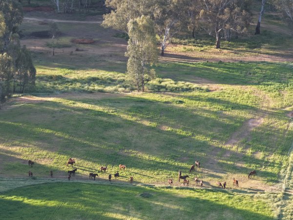 Horses at second property belonging to Peter Loffel