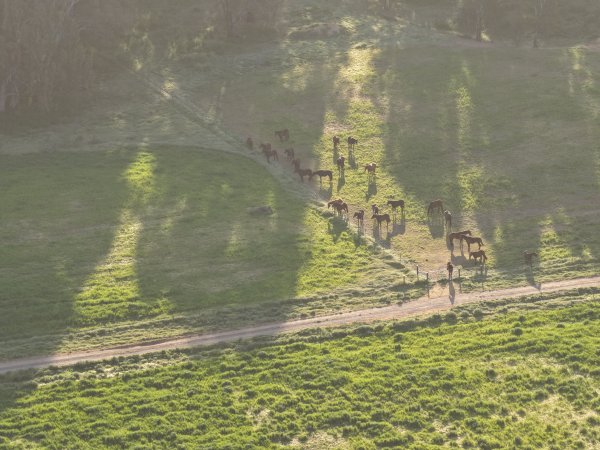 Horses at second property belonging to Peter Loffel
