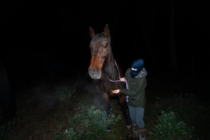 Investigator with horse at Peter Loffel's property