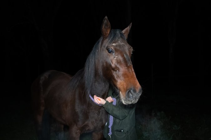 Investigator with horse at Peter Loffel's property