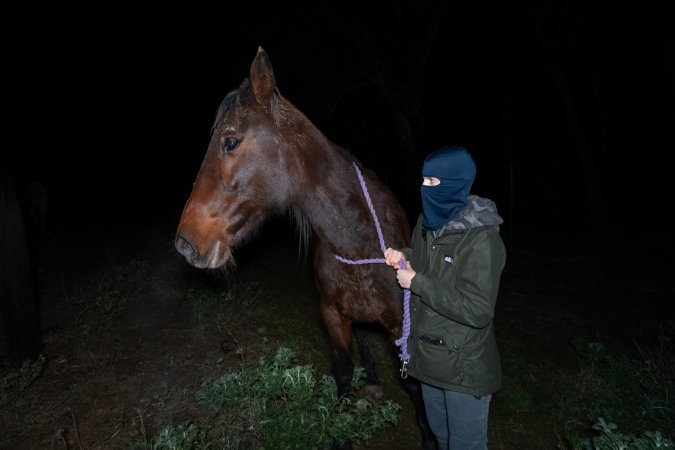 Investigator with horse at Peter Loffel's property