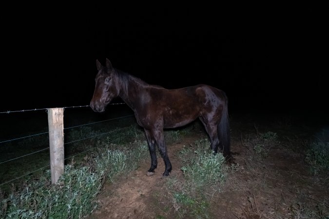 Investigator with horse at Peter Loffel's property